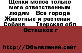 Щенки мопса только мега-ответственным людям - Все города Животные и растения » Собаки   . Тверская обл.,Осташков г.